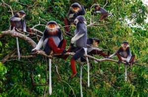کوهستان میمون سفر به کامبوج و ویتنام