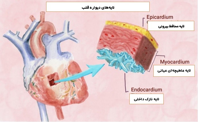 چربی دور قلب